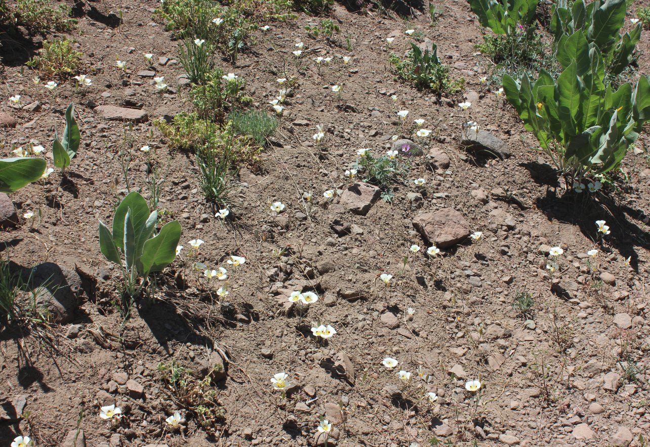 Mariposa Lillies