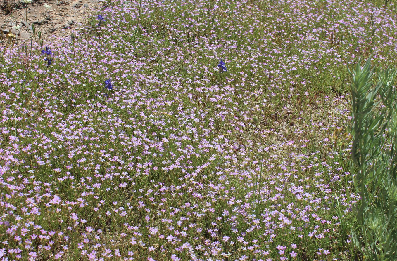 Flax