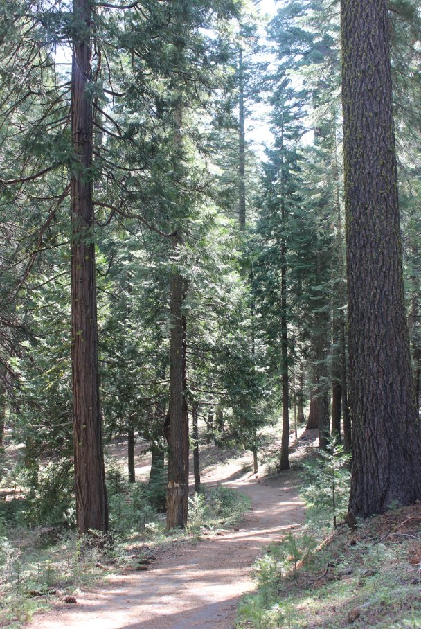 The trail