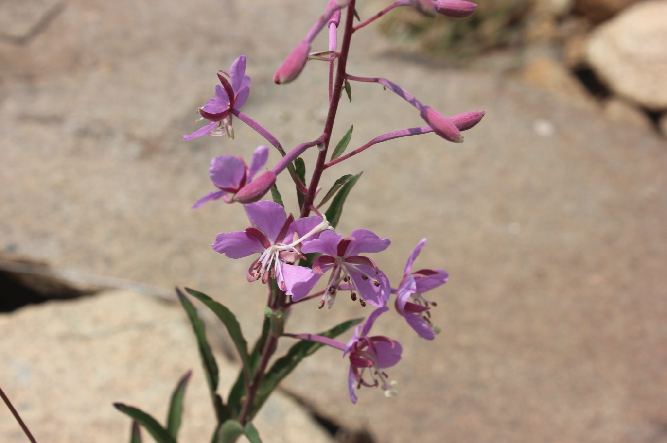 Wildflower display