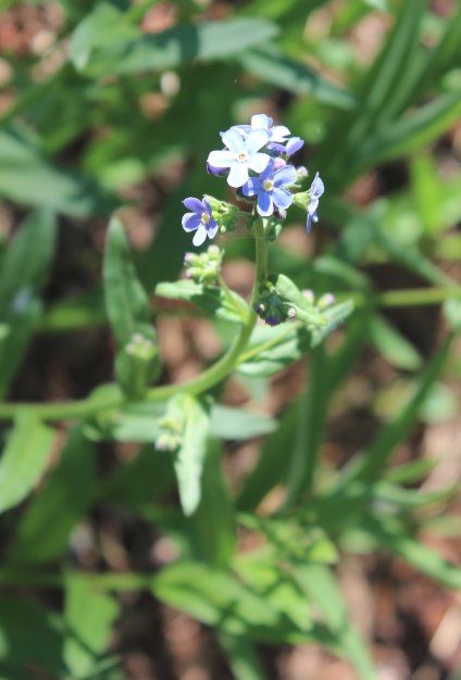 Other flower