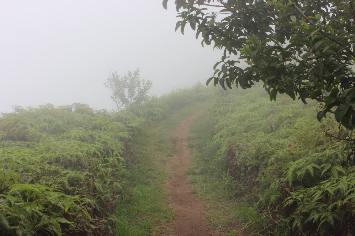 Still pretty foggy along the trail