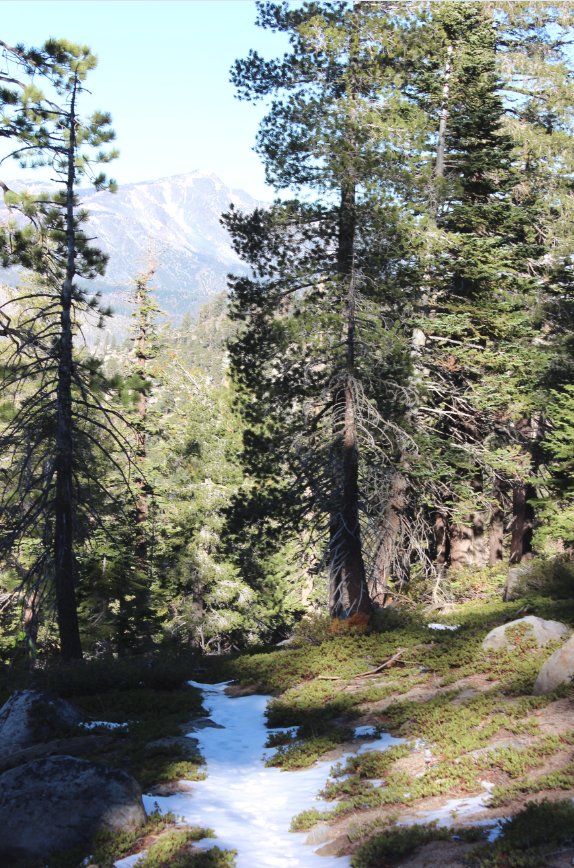 Forest Trail