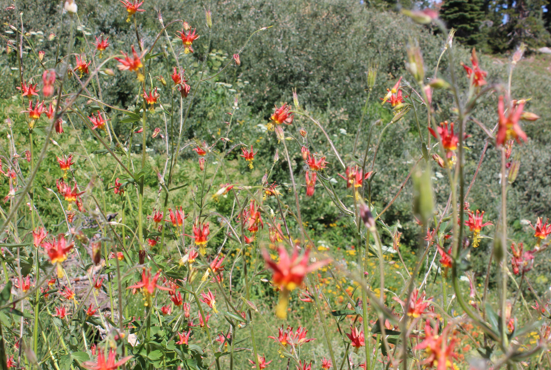 Columbine
