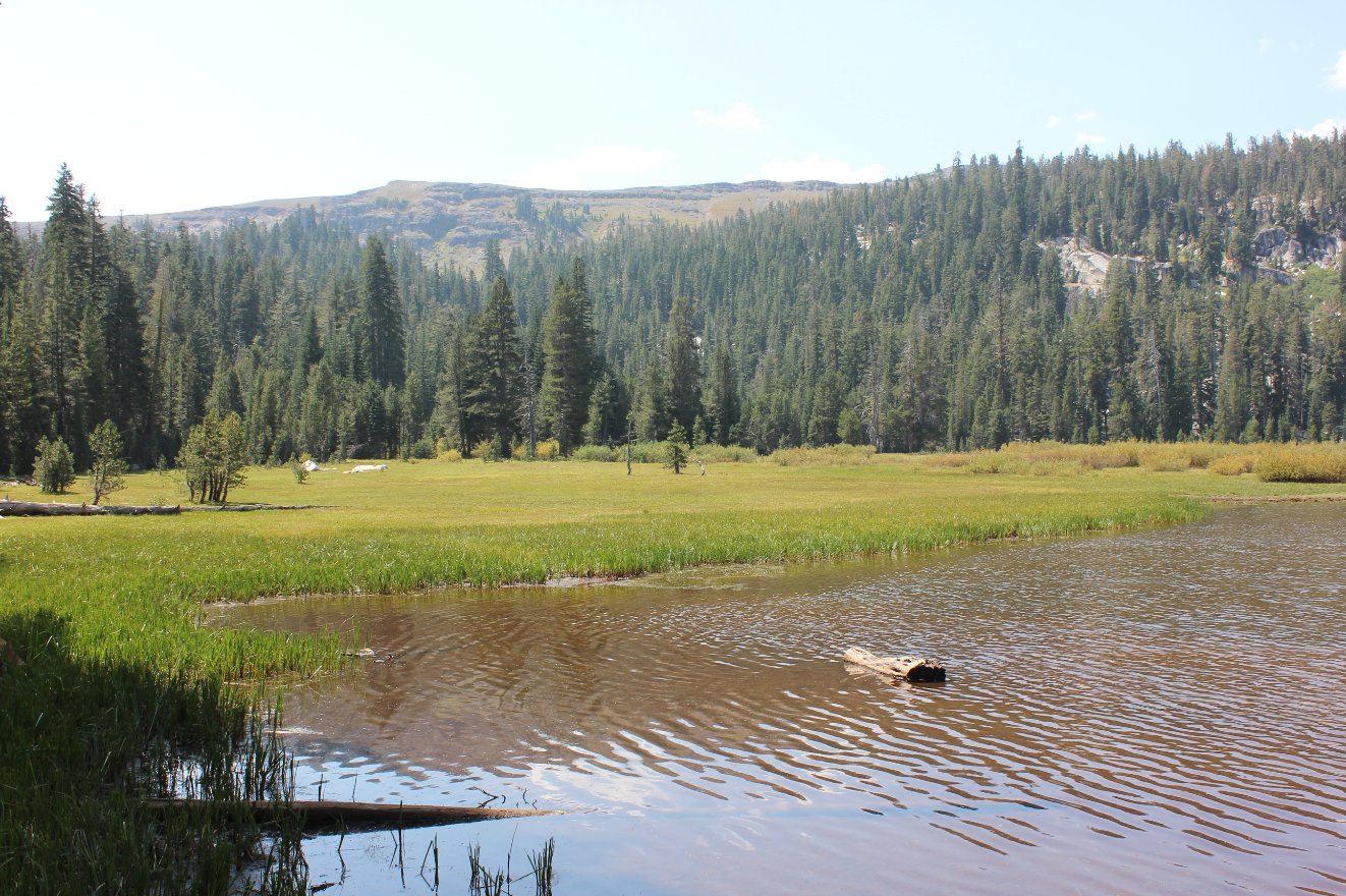 Wheeler Lake
