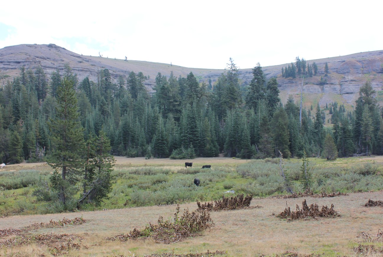 Avalanche Meadow