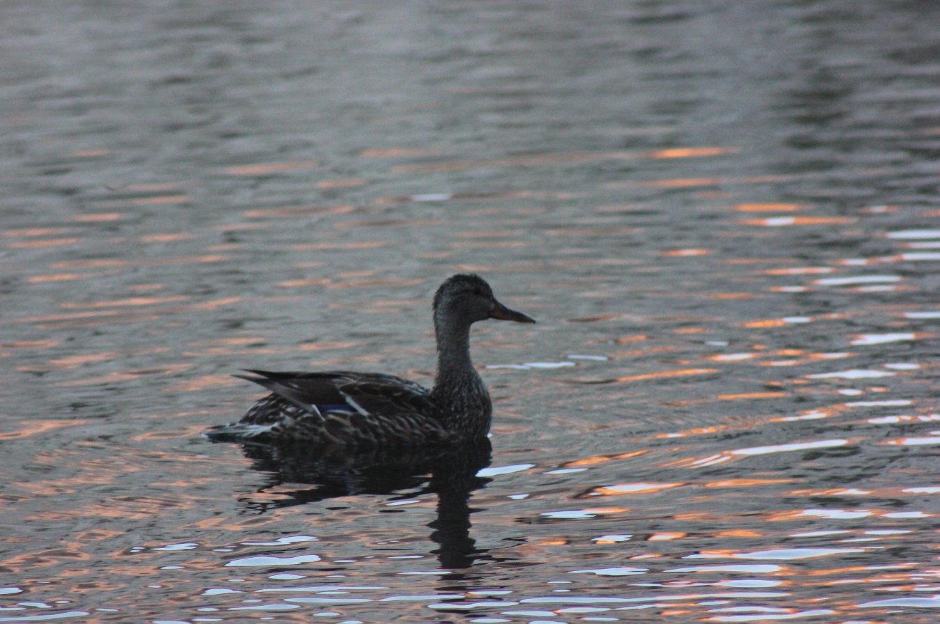Sunrise ducks