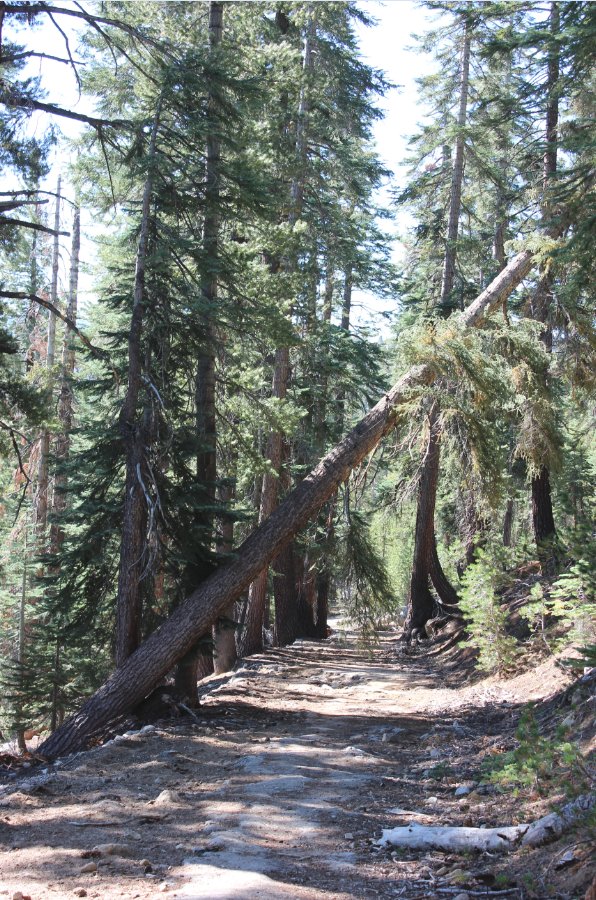 Tioga Road