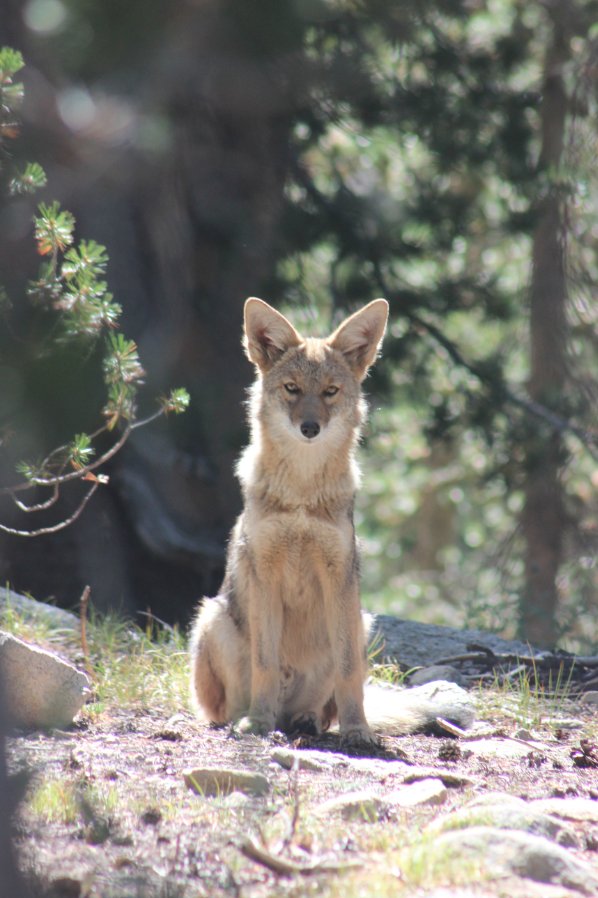 Coyote